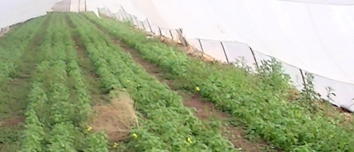 Greenhouses in the settlement of Na'ama, picture taken by Corporate Watch in January 2013