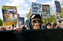 Animal rights protest Animal rights protest